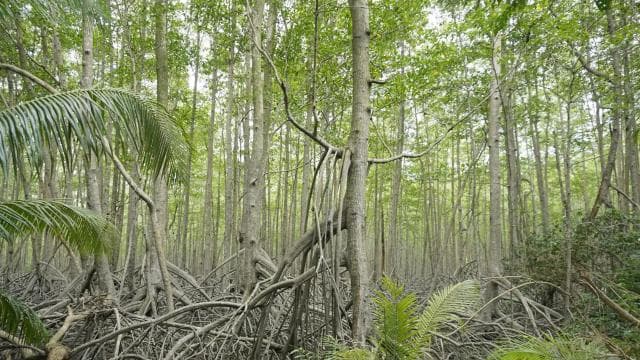 Uvita: Nature Walk at Marino Ballena National Park - Photo 4 (Gallery view)