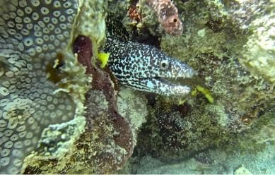 Experience the Exciting Caribbean Underwater World