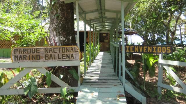 Uvita: Marino Ballena National Park Private Guided Walk Tour
