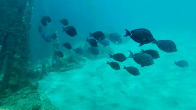 San Juan: small group guided snorkeling excursion