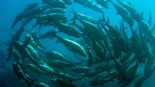 Papagayo Gulf: 2 Dives Half-Day Scuba Dive Tour