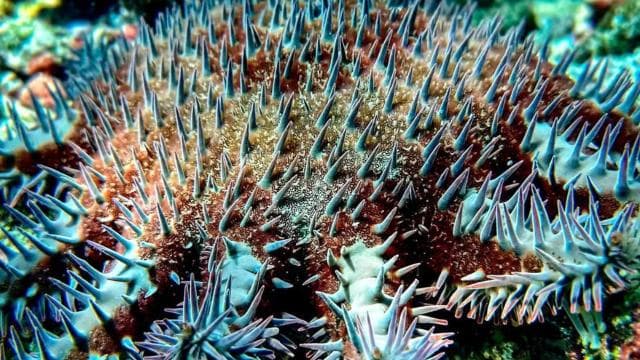 Cano Island Snorkeling Tour from Uvita