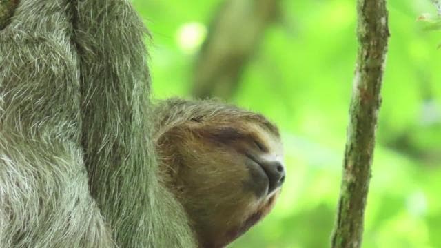 Costa Rica: Sloth tour and Coffee, Chocolate, and Sugarcane