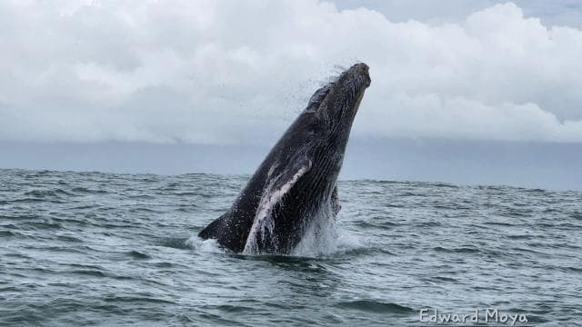 Uvita: Whale Watching Tour in Marino Ballena National Park - Photo 3 (Gallery view)