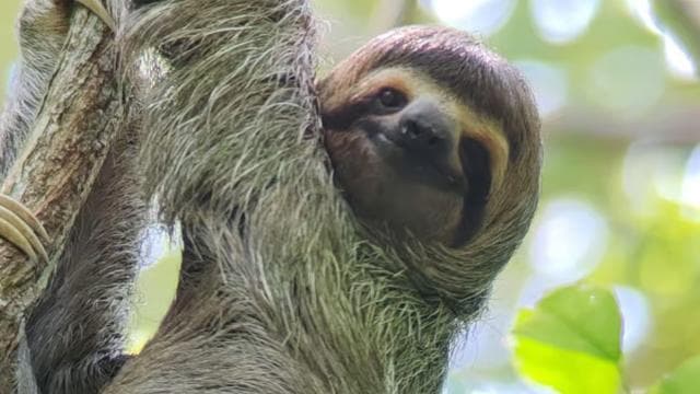 Quepos: Manuel Antonio National Park Guided Tour - Photo 4 (Gallery view)