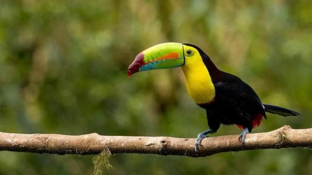 Monteverde: Cloud Forest Tour with Guide & Photos