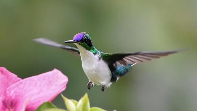 Esquipulas: Manuel Antonio Birdwatching experience