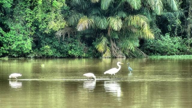Tortuguero: Canoe Tour and Turtle Nesting Tour Package