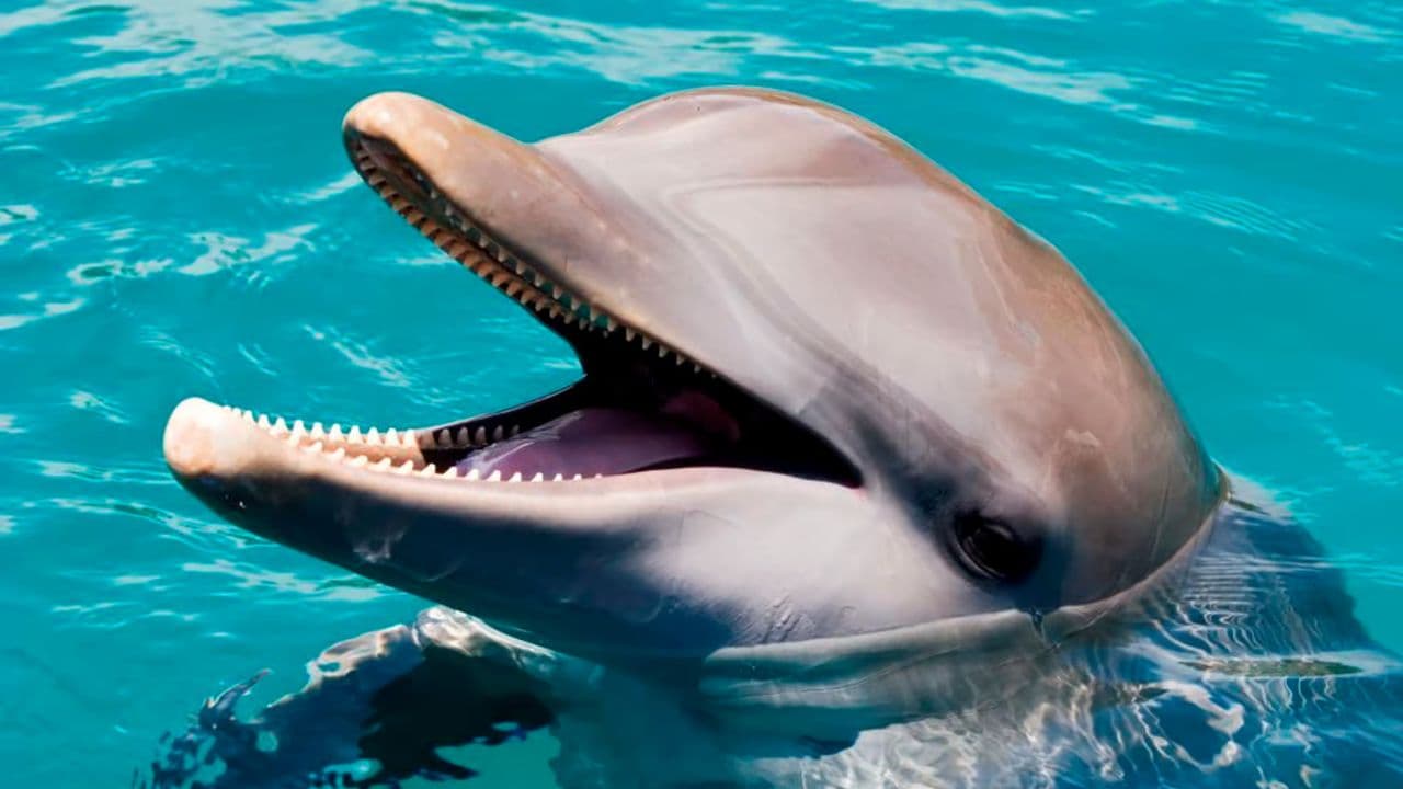 Puerto Plata Ocean World Adventure Park Taino bay Amber cove - Photo 4 (Gallery view)
