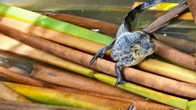 Tortuguero Canal Tour with history from Limon