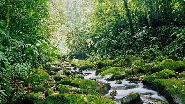 Monteverde: Monteverde Cloud Forest Canopy Adventure