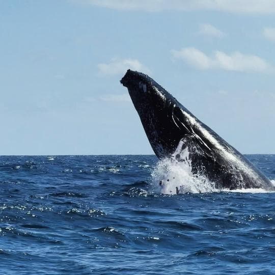 Whale Watching + Cayo Levantado + El Limón Waterfall Safari from Sabana de la Mar