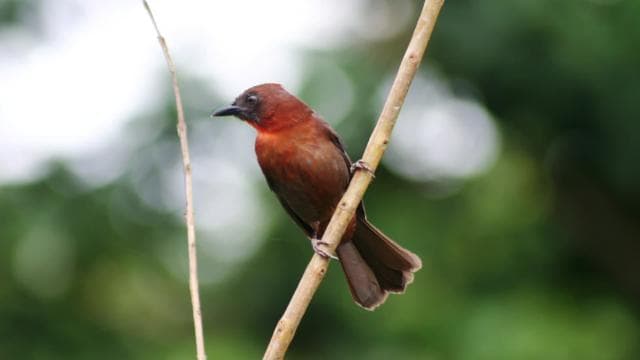 Arenal Forest: Bird Observation & Photography Tour