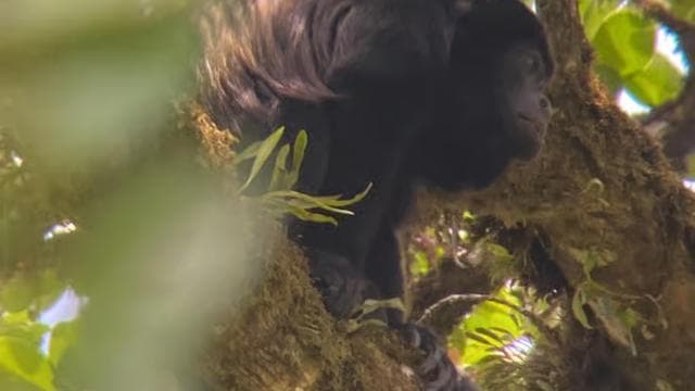 Monteverde cloud forest preserve tours - Photo 3 (Gallery view)