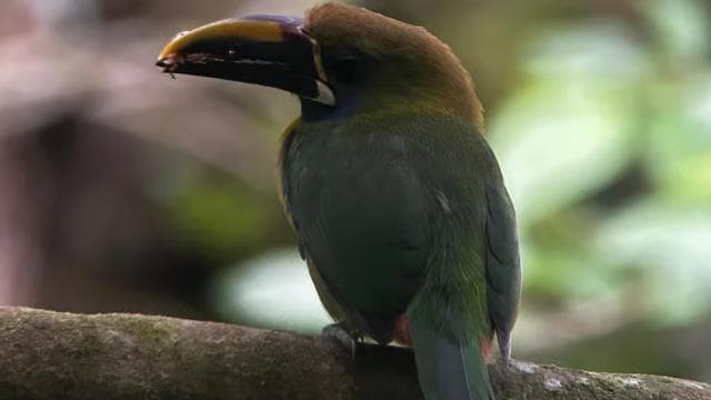 Monteverde: Exploration of the Cloud Forest