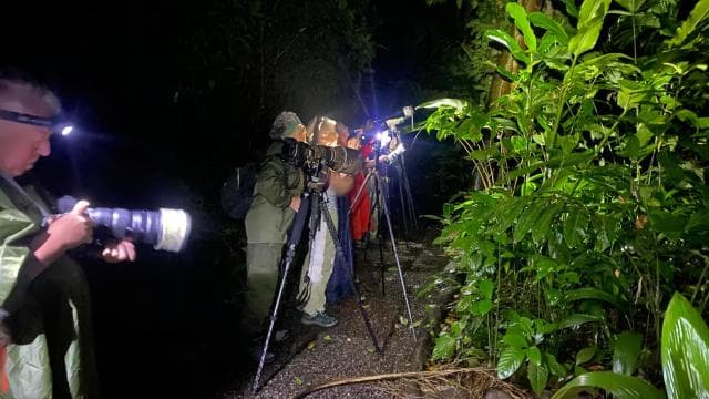 La Fortuna: Ecocentro Danaus Rainforest Night Expedition - Photo 3 (Gallery view)