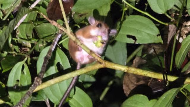 Puerto Viejo: Wildlife Night Tour in the Jungle