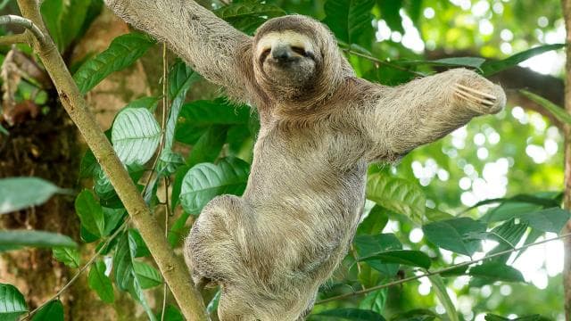 Manuel Antonio Park: Guided Tour with Ticket