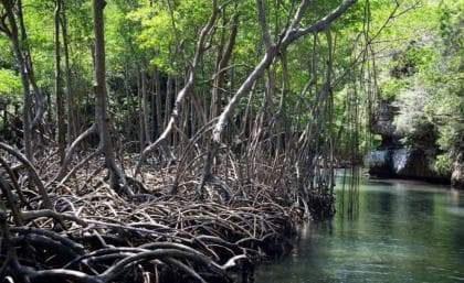 Sabana de la Mar: Los Haitises National Park Day Trip Free