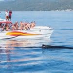 Samana: Bay of Samana Whale Watching Experience