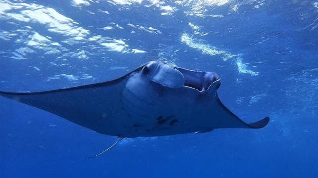 Tamarindo: Sea Scooter Snorkeling Tour