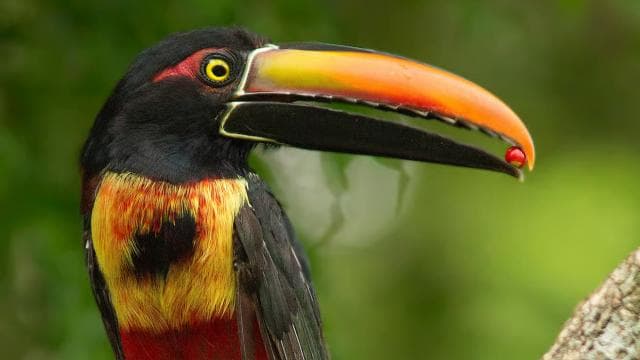 From San Jose: La Paz Waterfall Gardens Guided Day Tour