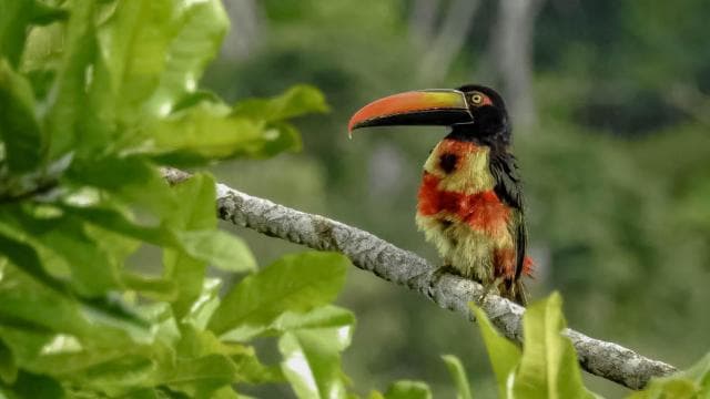 Costa Rica : Birdwatching experience with a profesional.