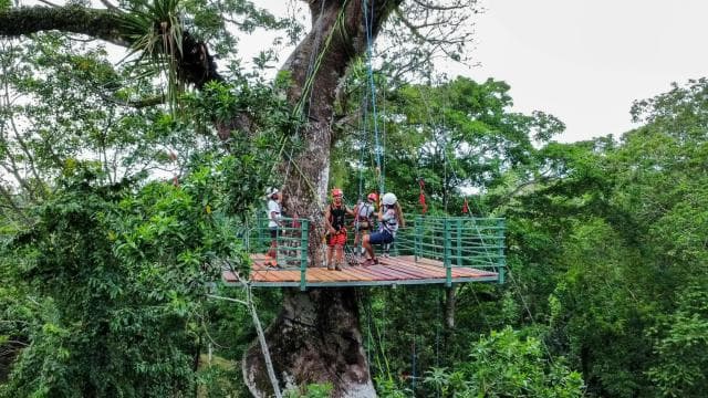 Puerto Viejo: Explore the giant ceibo tree with an accessible aerial circuit