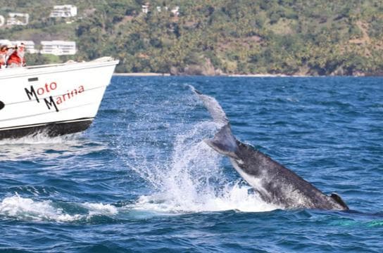Samana: Bay of Samana Whale Watching Experience - Photo 1 (Main angle)