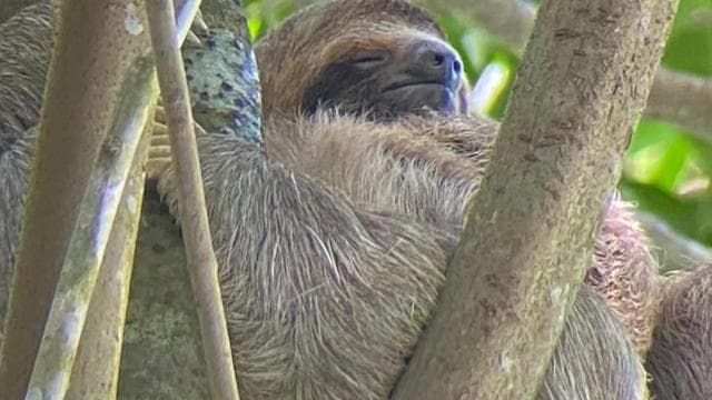 Quepos mangrove tour in Manuel Antonio by boat with monkeys - Photo 3 (Gallery view)