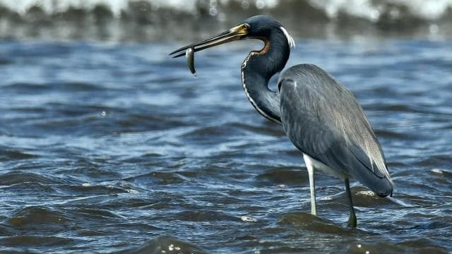 Marino Ballena National Park Private Naturalist Hike