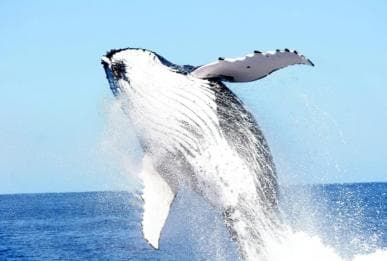 Punta Cana: Samana Whale Watching, Cayo Levantado & Lunch