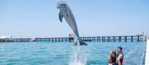 Înot cu delfini în Punta Cana – Cea mai bună descoperire a delfinilor de 60 de minute - Photo 4 (Gallery view)
