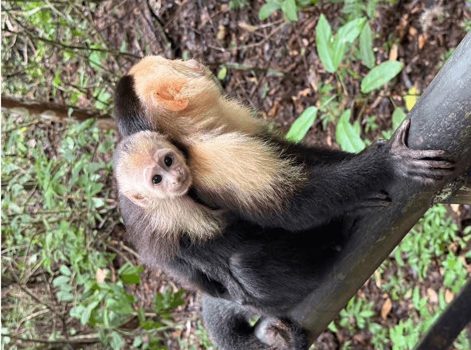 Parque Nacional Manuel Antonio: Visita Guiada con ENTRADA INCLUIDA - Photo 5 (Gallery view)