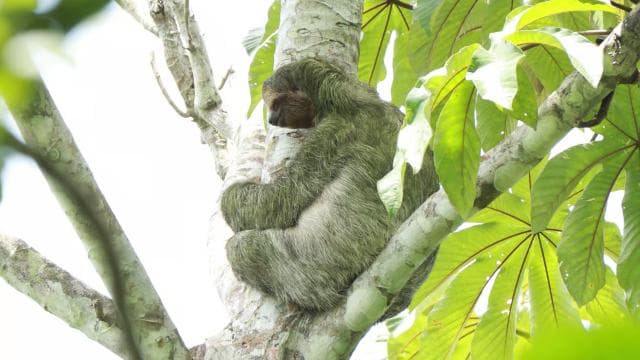 La Fortuna-Breath Taking Sloth Tour & Tortilla Experience.