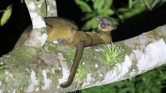 Sarapiquí: Rainforest Night Walk with Wildlife Guide