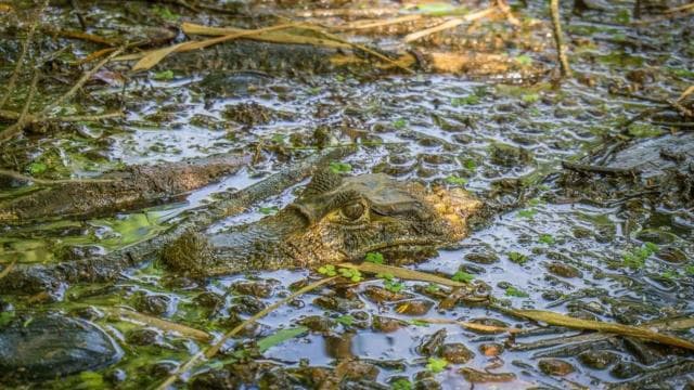 Nationalpark Tortuguero: Die besten Aktivitäten in Tortuguero - Photo 2 (Gallery view)