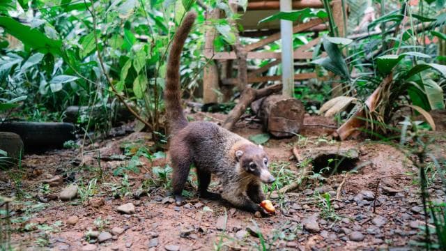 Manuel Antonio: Volunteer for a Day at a Wildlife Sanctuary