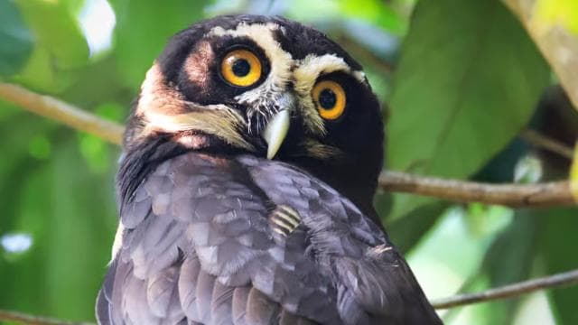 2-Hour Kayak Tour in Quepos Mangroves – See Monkeys & Sloths