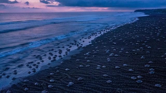Costa Rica: Hunderttausende Olive Ridley-Meeresschildkröten - Photo 2 (Gallery view)