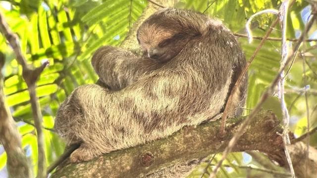 La Fortuna: Sloth Watching Tour - Photo 5 (Gallery view)