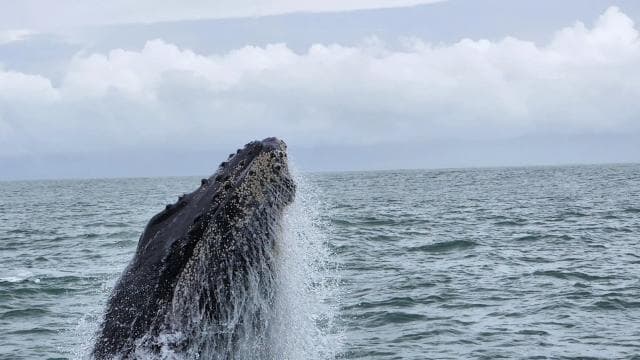 Uvita: Whale Watching Tour in Marino Ballena National Park