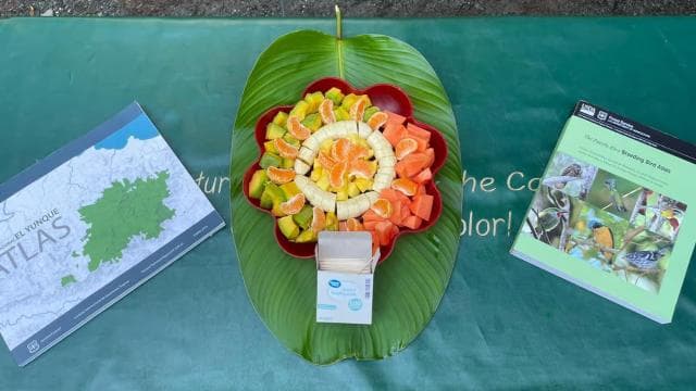 El Yunque Forest: Rainforest Nature Walk at Night Tour