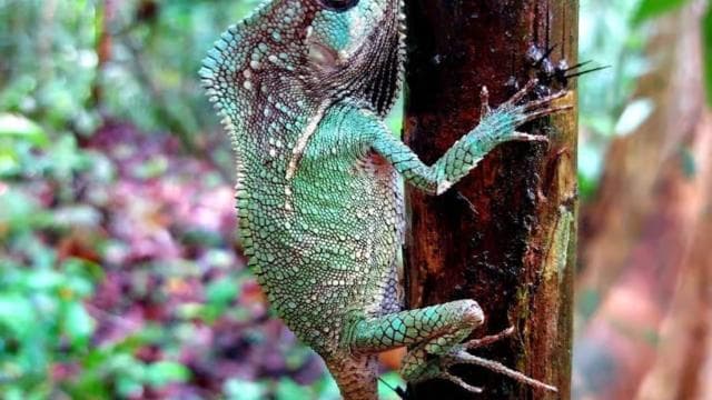 Manuel Antonio Park Guided Tour - Admission Ticket Included - Photo 3 (Gallery view)