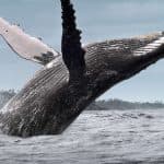 Whale Watching + Cayo Levantado Freedom
