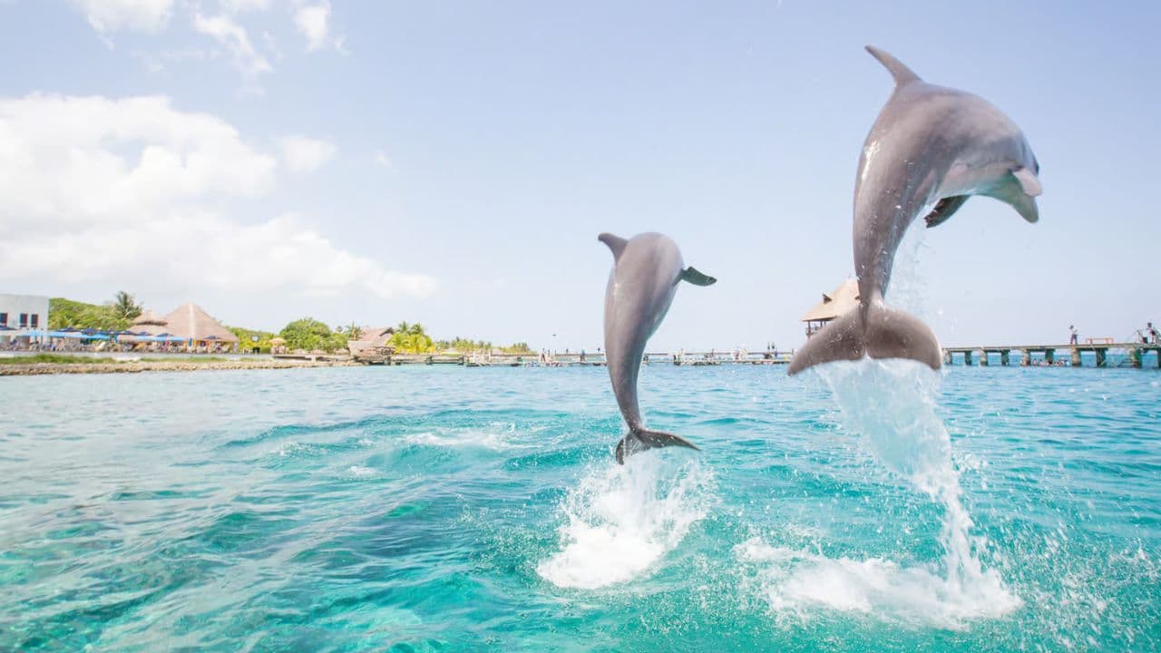 Punta Cana: Dolphin Discovery Swims and Encounters
