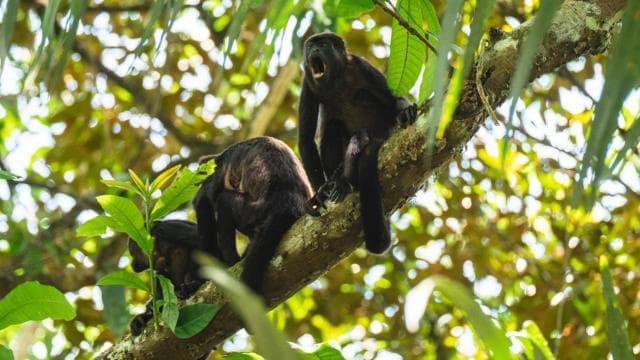Costa Rica: Guided Nature Hike in Cahuita National Park