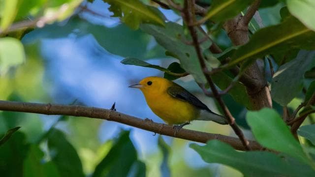 Tarcoles River: Jungle Crocodile Safari & Bird Watching Tour