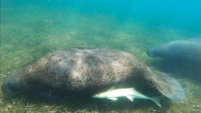 San Juan: Sea Turtles & Manatees Snorkeling with Video & Rum