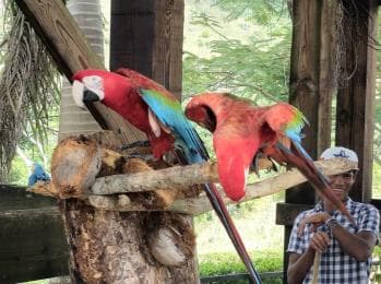 Punta Cana: Buggy and Zipline Adventure at La Hacienda